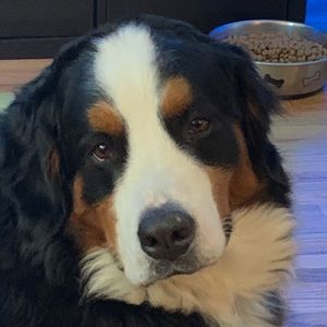 Meet your Posher, Riley